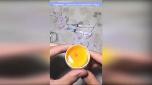 Развитие цыпленка в открытом яйце / Жизнь в яйце / Как вырастить цыпленка / Выращивание без скорлуп
