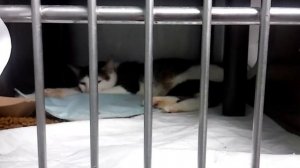 Приют для животных, Как устроены приюты для животных в НЙ. Animals  Shelter.
