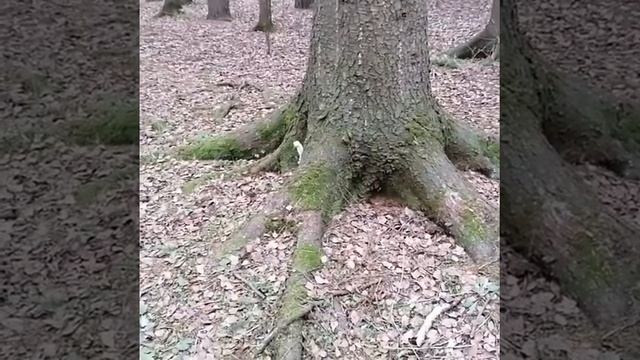 Белая ласка в лесу Трёхгорки