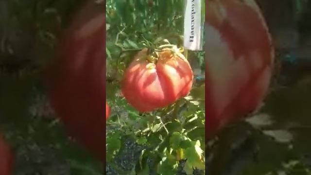 №9 "Пандероза".  Сорта помидоров. Выращивание помидоров. Огород. Сад.