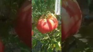 №9 "Пандероза". Сорта помидоров. Выращивание помидоров. Огород. Сад.