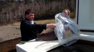 Борьба с браконьерами на Мане и Енисее. Разведение тайменя и хариуса.