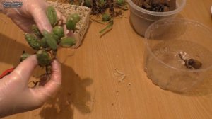 Целогина Кристата Омоложение и Пересадка старой посадки.