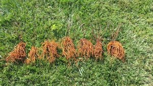 Пересадка клематиса.Деление.Размножение.