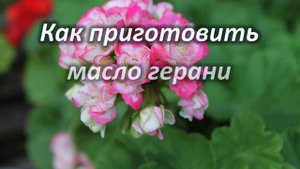 Герань комнатная — польза и вред, лечебные свойства растения.