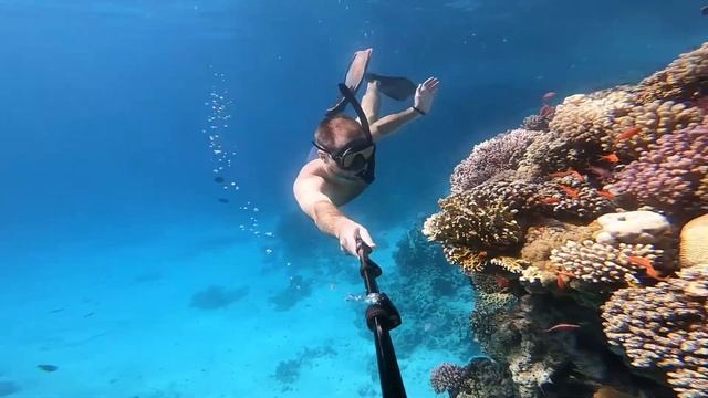 Снорклинг в Красном море [Шарм-эль-Шейх] смотреть онлайн