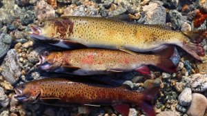 Река Мая "Удская" слайд-шоу