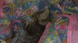 Маленький КОТИК спит в кроватке для кукол Little Kitten sleeping in a crib for dolls