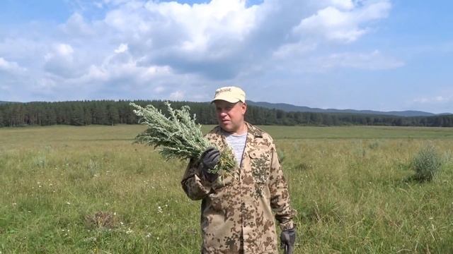 Горькая, полезная полынь в питании кроликов смотреть онлайн