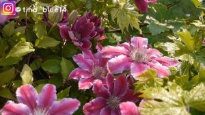 CLEMATIS FLOWERS IN MY GARDEN 2020