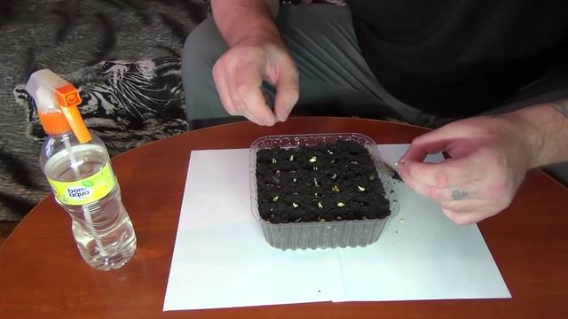 Посадка косточек мандарина смотреть онлайн