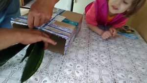 ОТПРАВИЛИ ПО ПОЧТЕ САНСЕВИЕРИЮ УИТНИ (СИЛЬВЕР ФЛЕЙМ).КАК ДОЕХАЛА.