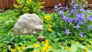 Растения, которые НЕ ЕДЯТ слизни и улитки!