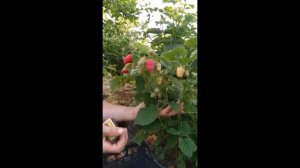 Радзиева ранняя малина (360p).mp4