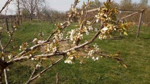 Зачем нужна формировка и обрезка черешни.Результат. Часть 2 - цветение