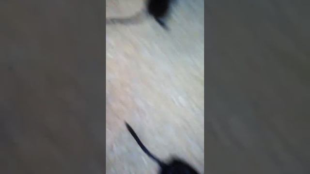 РАЗВЕДЕНИЕ ПЕСЧАНОК ГЛАВНЫЕ УСЛОВИЯ что касается окраса!(1 часть)
