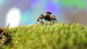 Portia Jumping Spider at Home