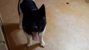 Компрессор для сушки собак. Сушим Американскую акиту.