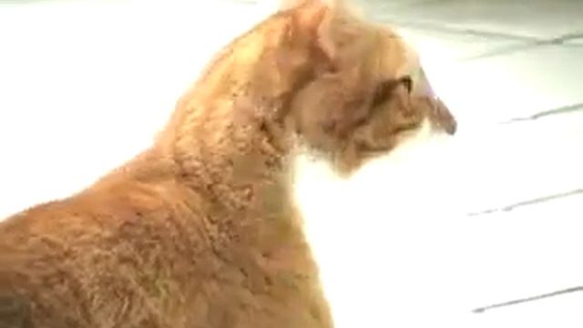 Очень странный кот смотреть онлайн