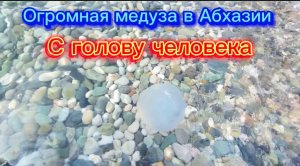 Абхазия Гагра. 6 Октября 2023. Большая медуза в море пугает людей