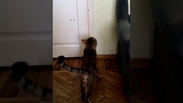 Котей умный) смотреть онлайн