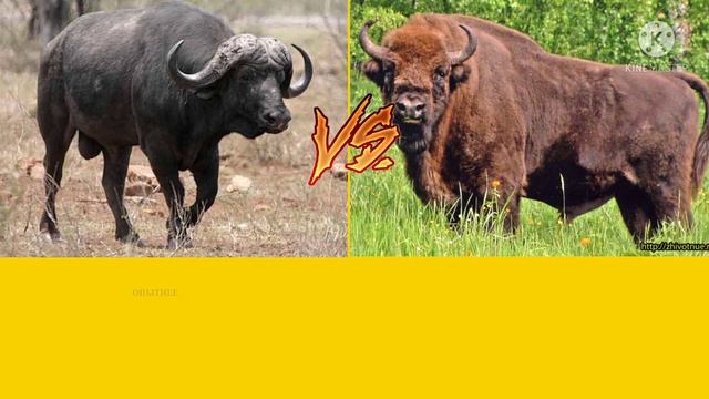 БУЙВОЛ VS ЗУБР!! смотреть онлайн