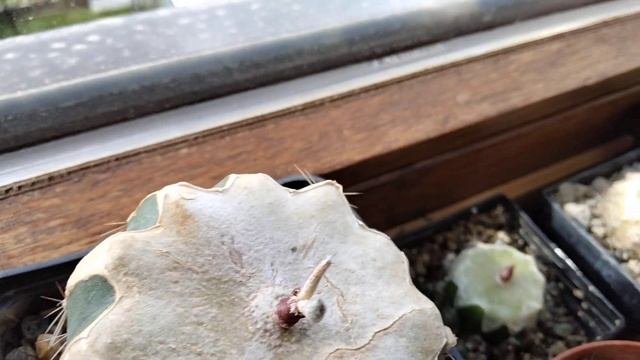 Кактусы из семян.Ариокарпус цветет.Астрофитум капут  медуза.Авокадо.Мои прививки.