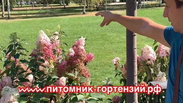 2й Фестиваль Исторических Садов Царицино- Гортензии Ванилла Фрейз и Фрейз Мельба