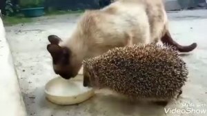 мало молока клип