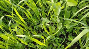 Результат подпокровного посева трав сеялкой СЗТ