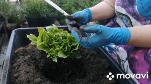 Как разделить ХОСТЫ, размножение хост делением, советы и опыт от Евгении. Простой способ