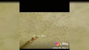 Мемы со смешариками| Мемы про всё| Подборка мемов из Likee✌?