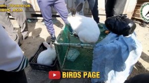 ПТИЧИЙ РЫНОК город КУЛЯБ ТАДЖИКИСТАН/ПАРАНДАБОЗОРИ ШАХРИ КӮЛОБ/BIRDS MARKET city KULOB TAJIKISTAN/