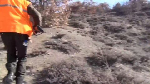 Çorum domuzu avı / wild boar hunting Çorum Türkiye