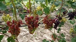 @Виноград ДУБОВСКИЙ РОЗОВЫЙ, супер виноград  Виноград 2021