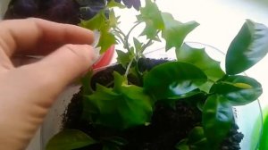 ПЛЮЩ,ПЕПЕРОМИЯ,ЛИМОН И МАНДАРИН.