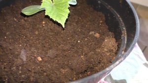 Этот огурец можно выращивать на подоконнике