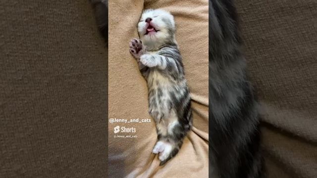 Малыш сладко спит #малыш #пупс #котенокмалютка #совсемкрошка #британскиекотята #купитьбританца