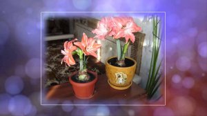 От бегонии до адениума ч 2