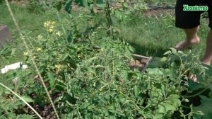 Причины и как исправить скручивание листьев у томатов!