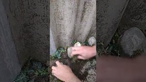 Посадка плюща
