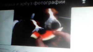 Можно ли давать собакам арбуз