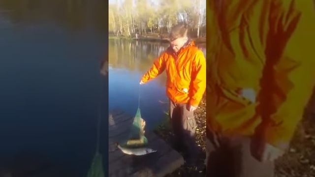 Рыбаки поймали щуку "КРХ СОСЕНКИ" 15.10.2020. смотреть онлайн