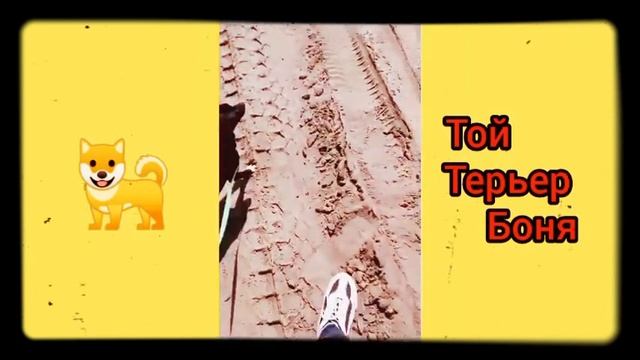 #карантин#школа Боня был в школе ?|Той Терьер Боня| смотреть онлайн