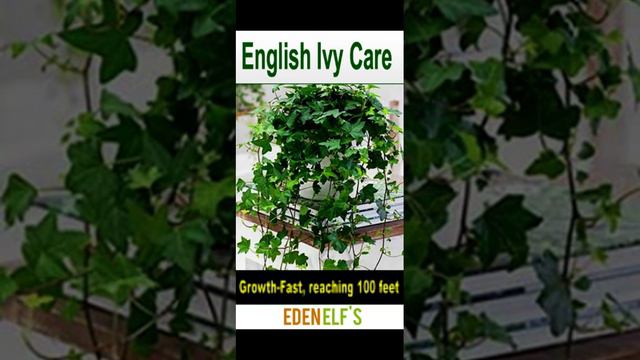 English Ivy Plant Care | #EnglishIvy #indoorplants #hangingplanters