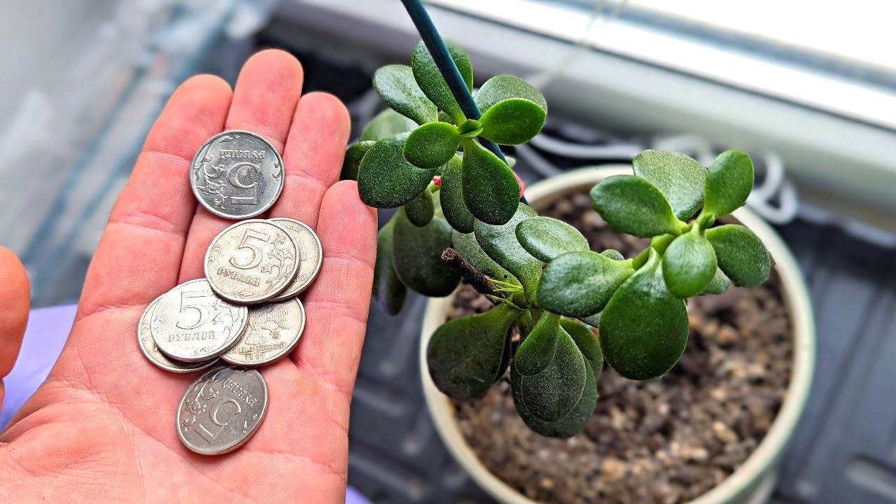 Pilea microphylla ‘Tricolor’