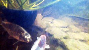 ОБЗОР ДАЧНОГО ПРУДИКА???. ПРОЗРАЧНАЯ И ЧИСТАЯ ВОДА? + ПОДВОДНАЯ СЪЕМКА?