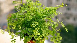 Венерин волос — описание и уход в домашних условиях