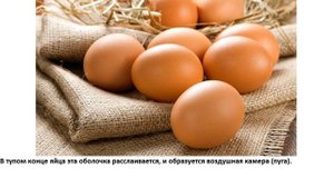 Почему протухщее яйцо всплывает в воде?