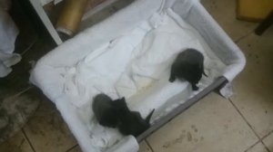 Кормление грудных котят.